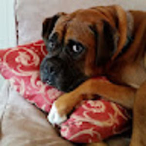 Meet your Posher, Ivette